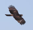 Crested Honey Buzzard