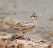 Crested Lark