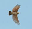 Crested Lark