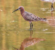 Curlew Sandpiper (Spring)