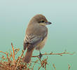 Daurian Shrike (Female winter)