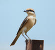 Daurian Shrike (Male)