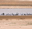 Demoiselle Crane