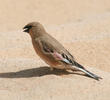 Desert Finch (Breeding plumage)