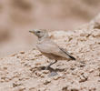 Desert Lark (Saudi Arabia)