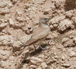 Desert Lark (Saudi Arabia)