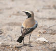 Desert Wheatear (Male)