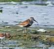 Dunlin (Breeding plumage)