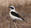 Eastern Black-eared Wheatear (Male pale-throated form)