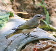 Eastern Bonelli’s Warbler