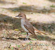 Eastern Nightingale 