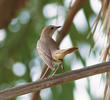 Eastern Nightingale