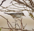 Eastern Olivaceous Warbler