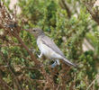 Eastern Olivaceous Warbler