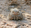 Egyptian Nightjar 