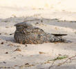 Egyptian Nightjar 