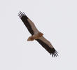 Egyptian Vulture