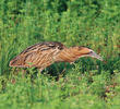 Eurasian Bittern