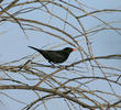 Eurasian Blackbird (Male)