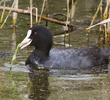 Eurasian Coot 