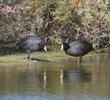 Eurasian Coot 