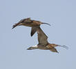 Eurasian Curlew