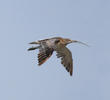 Eurasian Curlew