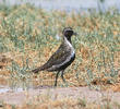 Eurasian Golden Plover (Breeding plumage)