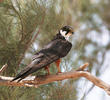 Eurasian Hobby