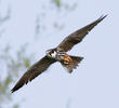 Eurasian Hobby