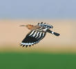 Eurasian Hoopoe 