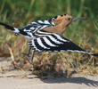 Eurasian Hoopoe