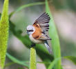 Eurasian Penduline Tit (Male)