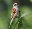 Eurasian Penduline Tit (Male)