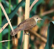 Eurasian Reed Warbler 