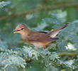 Eurasian Reed Warbler