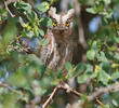 Eurasian Scops Owl