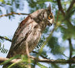 Eurasian Scops Owl