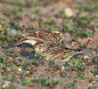 Eurasian Skylark