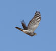 Eurasian Sparrowhawk (Female)