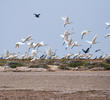 Eurasian Spoonbill (Colony on Bubiyan)