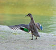 Eurasian Teal (Female)