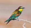 European Bee-eater (Immature autumn moulting)