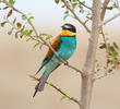 European Bee-eater