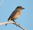 European Stonechat (Female)