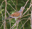 European Turtle Dove 