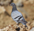 Feral Pigeon