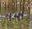 Ferruginous Duck (ducklings)