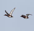 Ferruginous Duck (male and female)