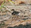 Forest Wagtail